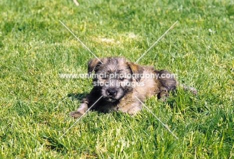 Irish Glen of Imaal Terrier pup