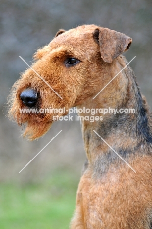 portrait of Airedale Terrier