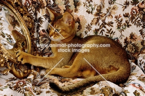 ruddy coloured abyssinian looking at mirror