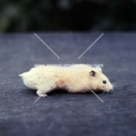 cream hamster side view