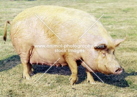 tamworth pig walking