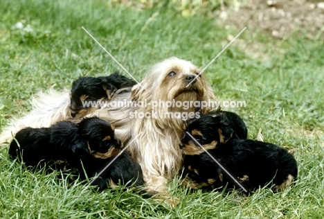 yorkshire terrier mother and her puppies