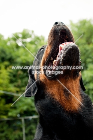 Rottweiler looking up