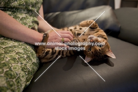 cute Bengal cat rolling on back with owner tickling belly