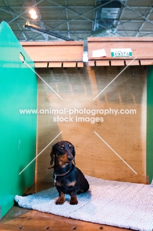Lonely young Miniature Dachshund left on a show bench at Crufts 2012