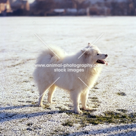 samoyed in frosty field with footprints