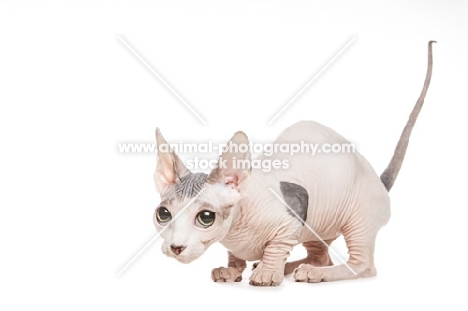 Bambino cat on white background