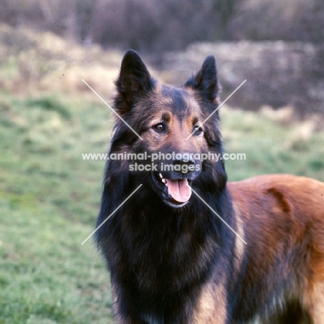 tervueren, belgian shepherd dog portrait