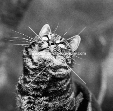 tabby cat gazing upwards