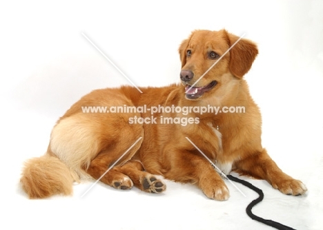 tan and white Nova Scotia Duck Tolling Retriever, lying down