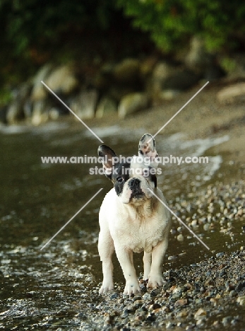 French Bulldog near riverside, front view