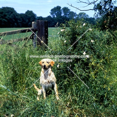 labrador in the countryside