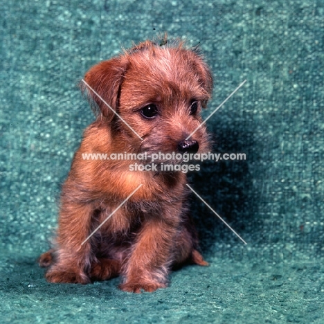 norfolk terrier puppy sitting