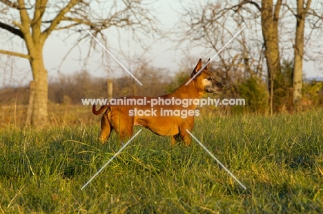 Thailand Ridgeback in grass