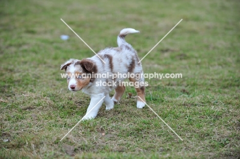 Mini Aussie puppy exploring garden