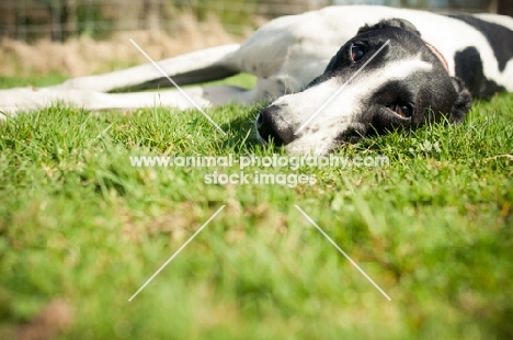 Lurcher lying down