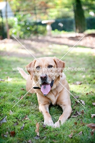 yellow lab mix lying in grass