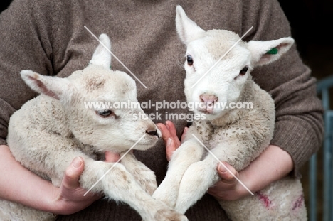2 Lleyn lambs tucked under farmers arms.