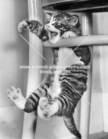 tabby kitten hanging from chair