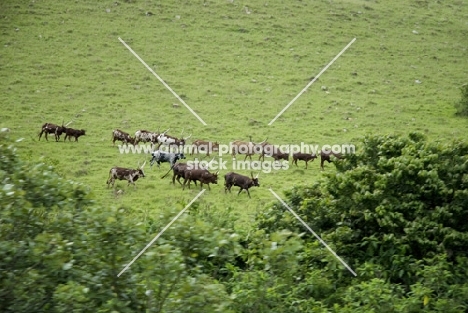 ankole cattle walking together
