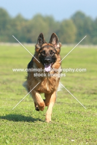 Alsatian (Germand Shepherd Dog), running