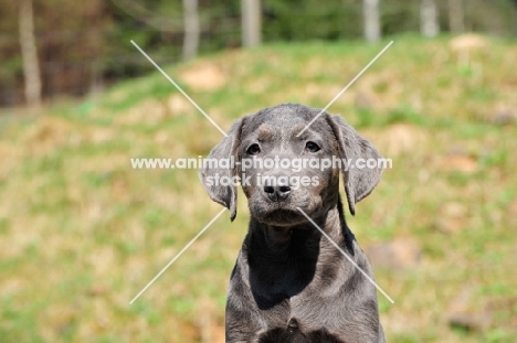 charcoal Labrador puppy (rare colour)