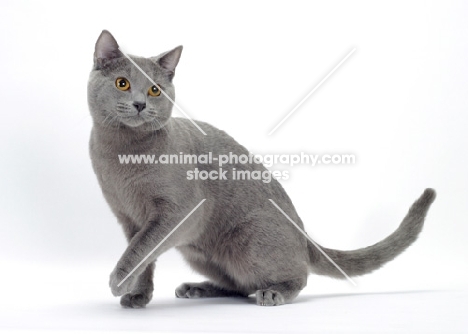 blue Chartreux cat sitting down