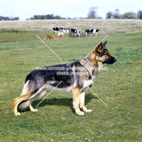 shepherd dog standing in a field