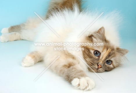 blue tortie tabby birman stretching out