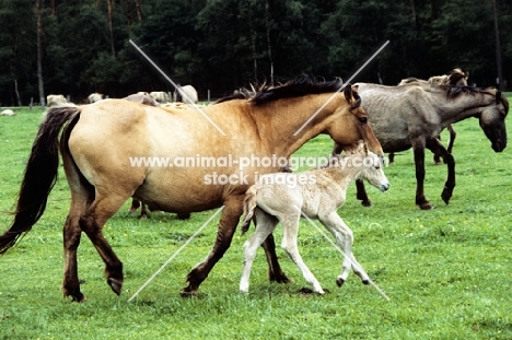 dulmen pony mare and foal walking with herd