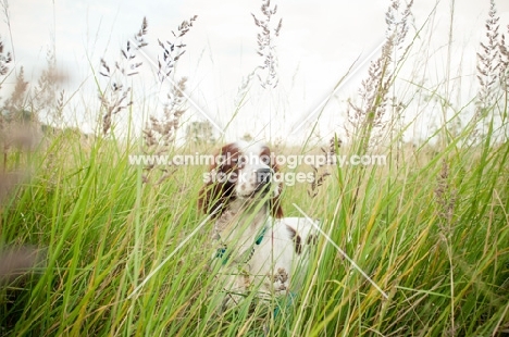 Irish red and white setter