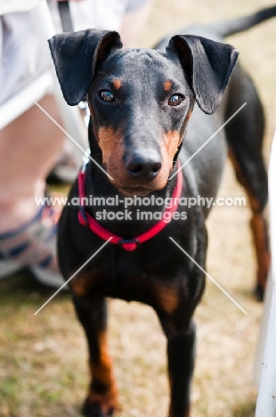 English Toy Terrier