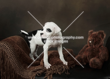 black and white American Pit Bull Terrier puppy