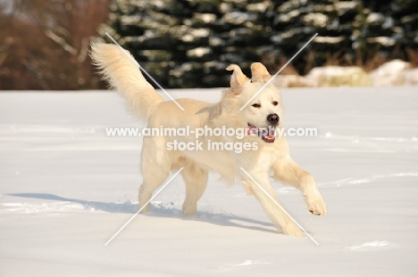 Polish Tatra Sheepdog (aka Owczarek Podhalanski) running in winter