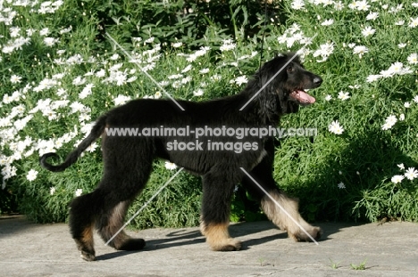 5 month old Afghan Hound, side view
