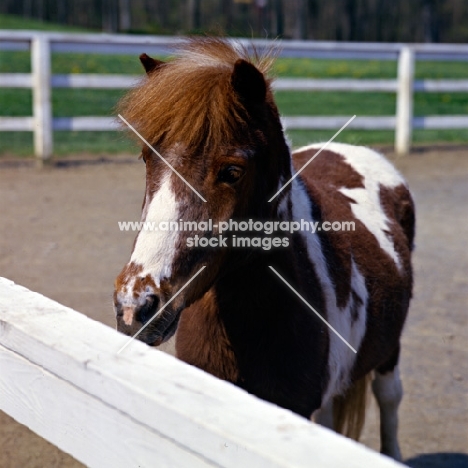 Falabella pony looking over fence