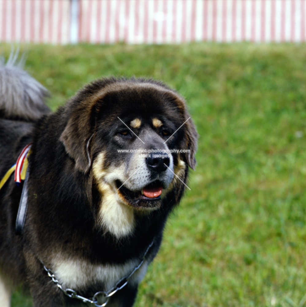 tibetan mastiff head study