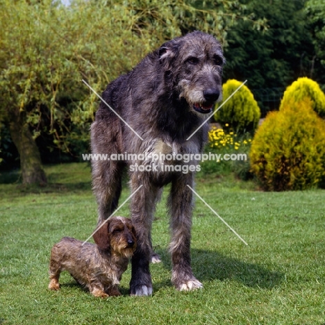 ch sovryn of drakesleat and ch drakesleat easy come,  irish wolfhound with miniature wire haired dachshund