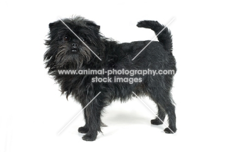 Affenpinscher looking at camera