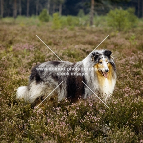 rough collie, ch cathanbrae polar moon at pelido blue merle, standing in heather