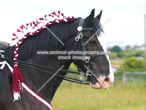 Shire horse with decorated mane