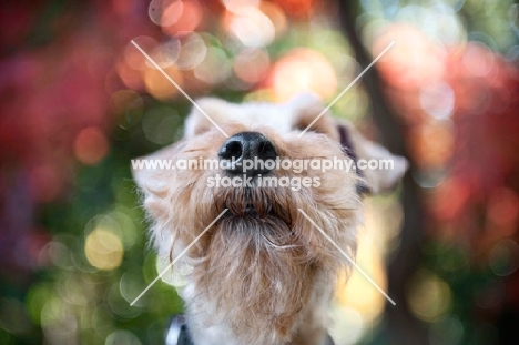 close-up of welsh terrier nose
