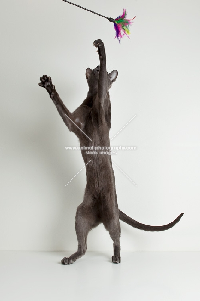 oriental shorthair cat reaching after toy