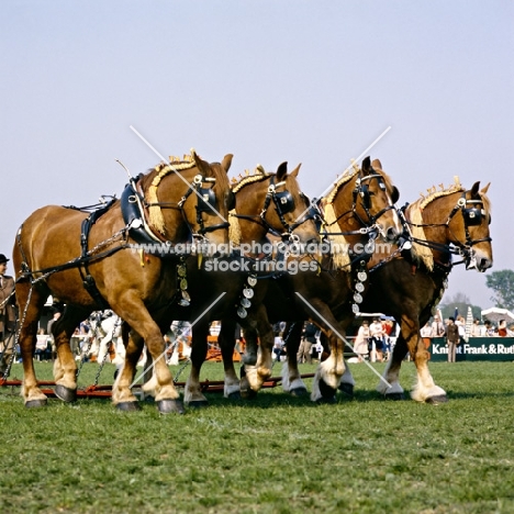 four suffolk punch horses in display
