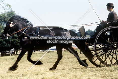 champion dales pony mare in harness