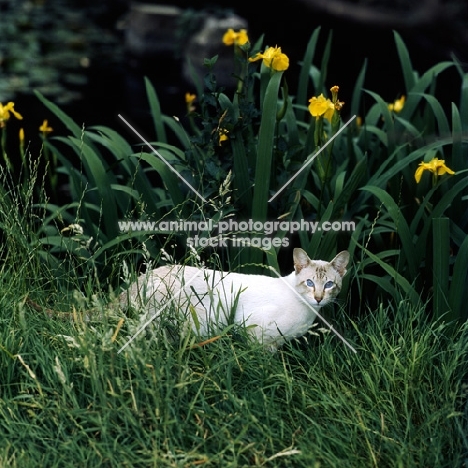 ch reoky jnala, tabby point siamese cat in a garden
