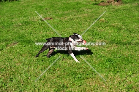 Boston Terrier running with ball