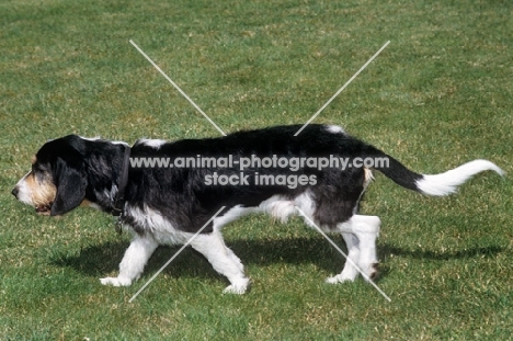 berner niederlaufhund wirehaired, walking across grass