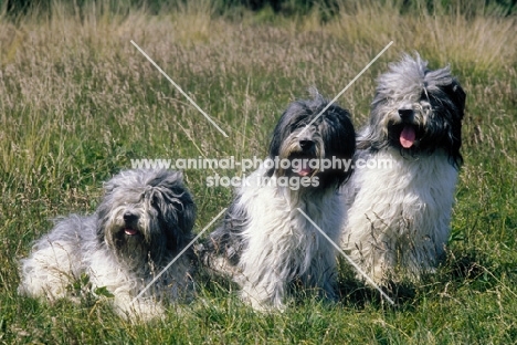schapendoes Dutch sheepdog