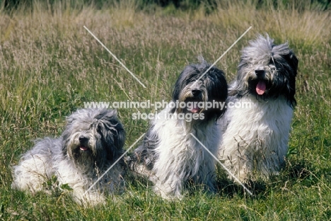 schapendoes Dutch sheepdog